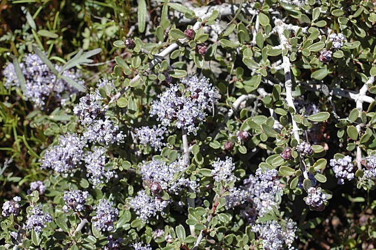 Ceanothus fresnensis