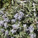 Fresno Ceanothus - Photo (c) 2005 Dean Wm. Taylor, some rights reserved (CC BY-NC-SA)