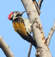 Black-Rumped Flameback photo 5