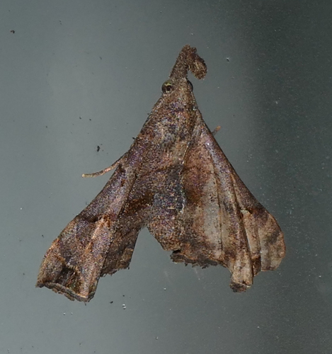 Faint-spotted Palthis Moth