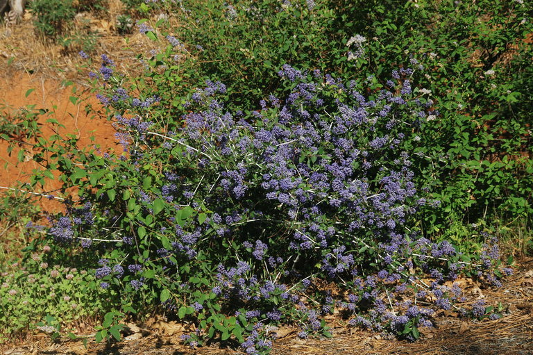 Ceanothus lemmonii
