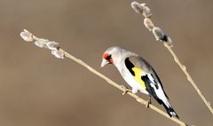 Eastern Goldfinch photo 3