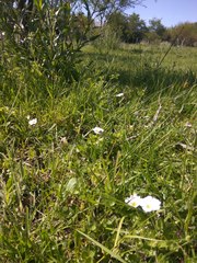 Nierembergia calycina