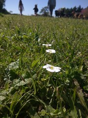 Nierembergia calycina