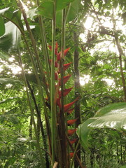 Heliconia uxpanapensis