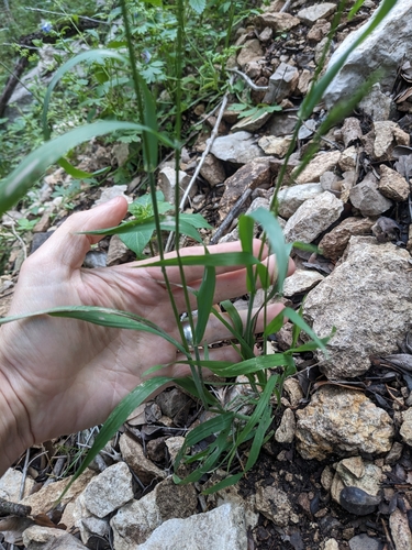 Image of Bromus texensis by (c) Eric Knight, some rights reserved (CC BY)