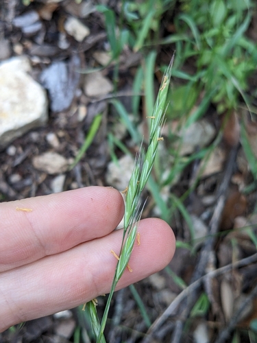 Bromus texensis iNat (2)