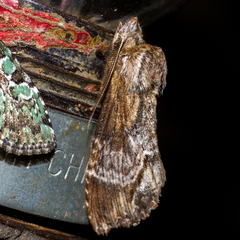 Dasylophia thyatiroides