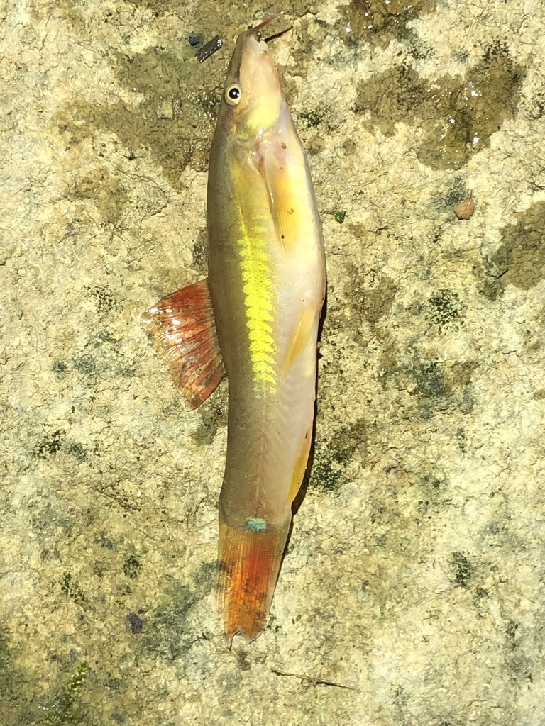 Striped loach (Traccatichthys taeniatus) — Nemacheilidae