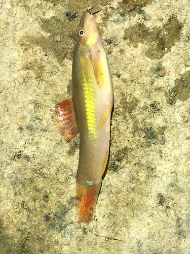 Striped loach (Traccatichthys taeniatus) — Nemacheilidae