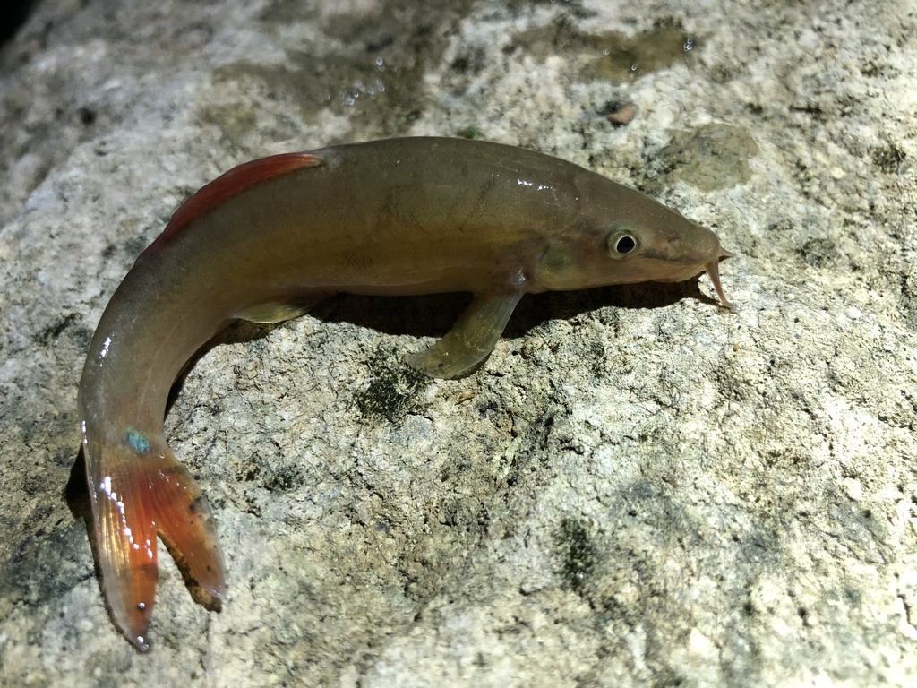 Striped loach (Traccatichthys taeniatus) — Nemacheilidae