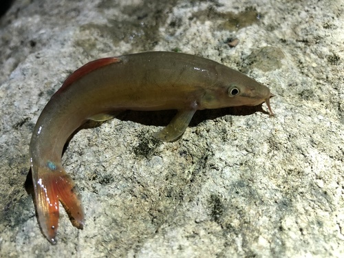 Gestreepte modderkruiper (Traccatichthys taeniatus) — Nemacheilidae