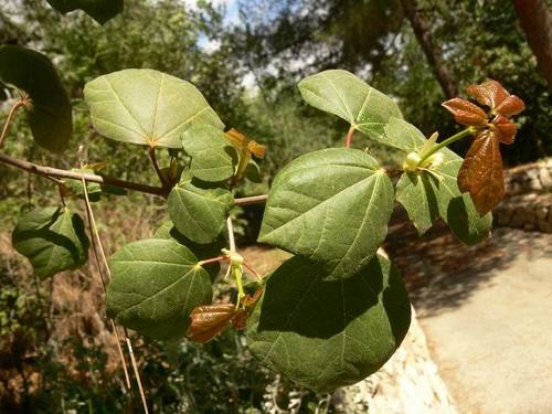 Acer obtusifolium Sm.