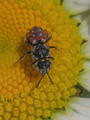 Holcopasites calliopsidis
