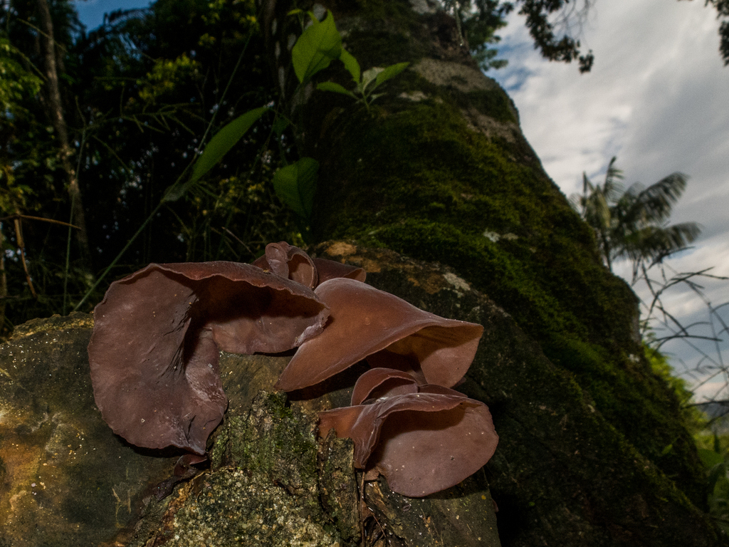 Auricularia fuscosuccinea · February 2023 · photo: © jpdandretta (iNaturalist, cc-by)