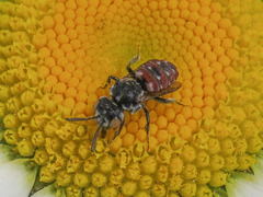 Holcopasites calliopsidis