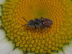 Holcopasites calliopsidis