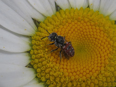 Holcopasites calliopsidis