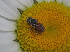 Holcopasites calliopsidis