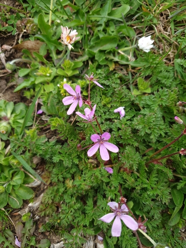 Image of Erodium maculatum by no rights reserved