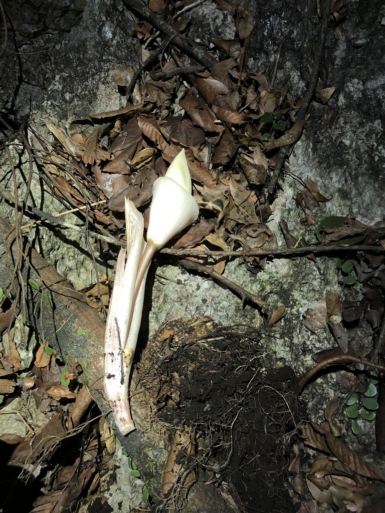 Amorphophallus candidissimus (Amorphophallus candidissimus)