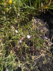 Spergula