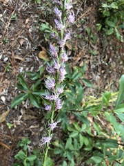 Liatris elegans