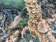 Stereum hirsutum image