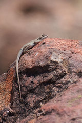 Ctenophorus vadnappa