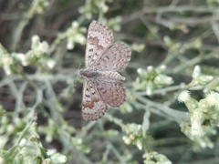 Zabuella tenellus