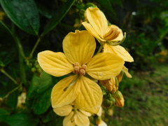 Senna hayesiana