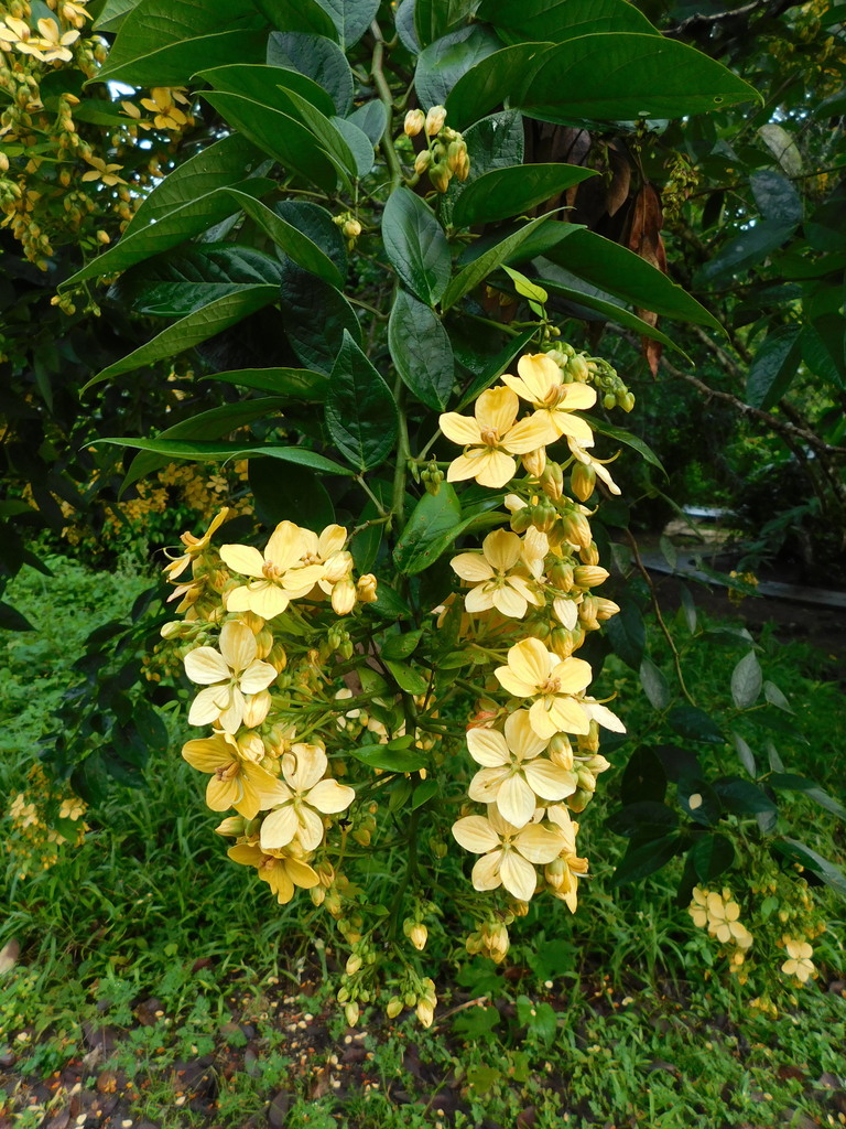 Senna hayesiana