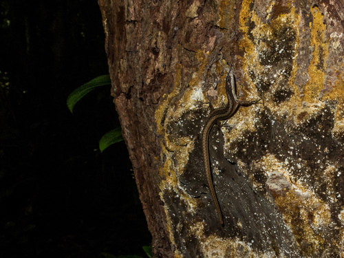 Placosoma cordylinum