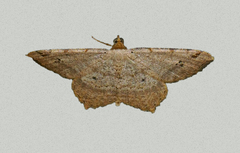 Macaria aequiferaria