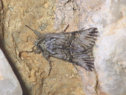 Omphalophana anatolica