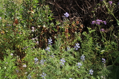 Lupinus angustifolius image