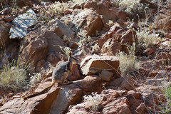 Petrogale xanthopus