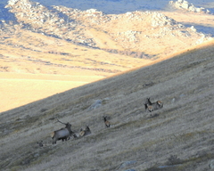 Cervus canadensis sibiricus