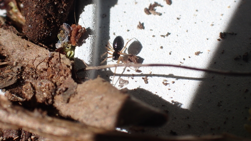 Representative image of Diplocephalus graecus