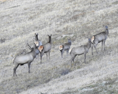 Cervus canadensis sibiricus