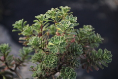 Aeonium spathulatum image