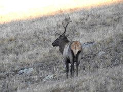 Cervus canadensis sibiricus