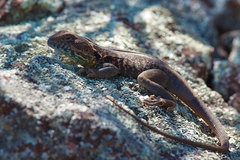 Ctenophorus vadnappa