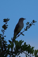 Mimus polyglottos image