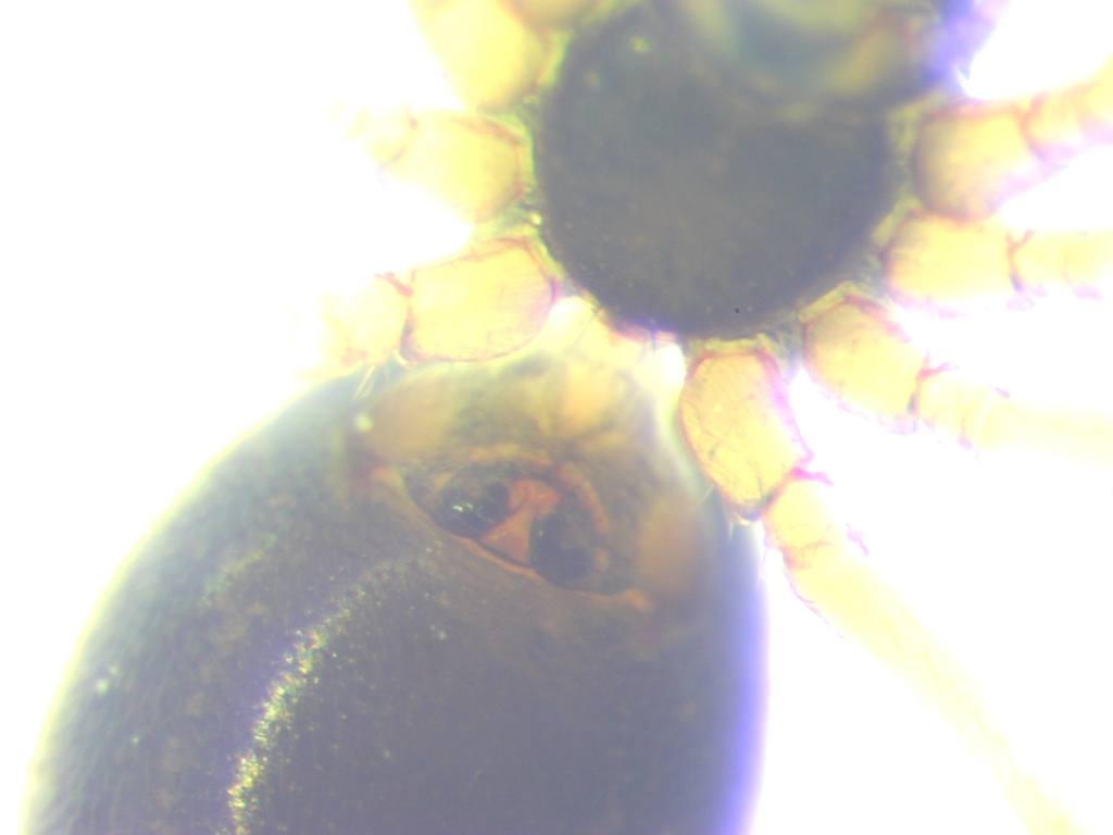 Diplocephalus graecus