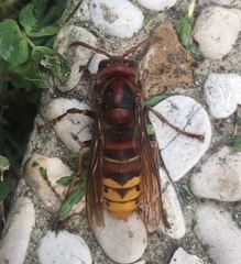 Vespa crabro