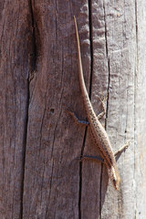 Cryptoblepharus australis