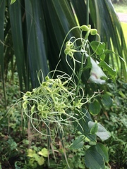 Clematis pitcheri
