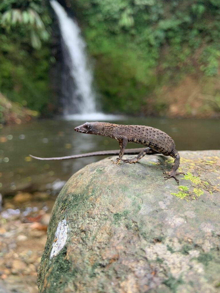 Echinosaura palmeri en abril de 2023 por Felipe Barrera Ocampo