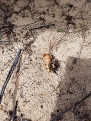 Ammopelmatus monahansensis